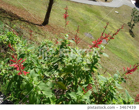 紅花 香草 草本的 3467439
