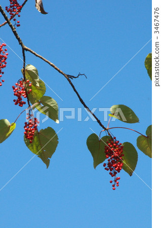 イイギリ 3467476