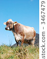 一頭牛 3467479