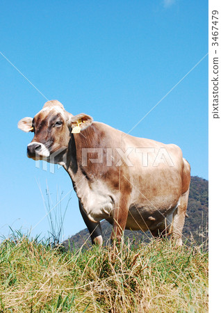 一頭牛 3467479
