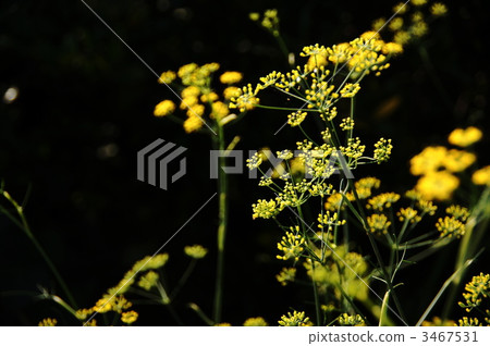 October Fennel · Seri 08 3467531