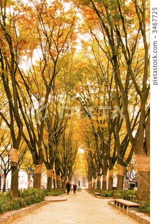 秋天的人行道[拍攝於2011年11月5日/秋天] 3467725