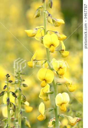 Kokane Tanukimame 3467787