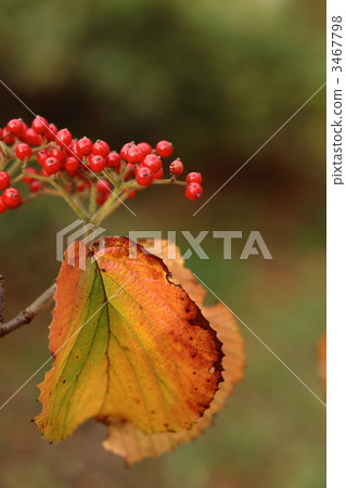 Viburnum Viburnum 3467798