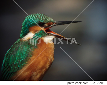 野生鳥翠鳥 3468209