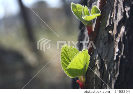 新鮮的綠色Iwagarami 3468294