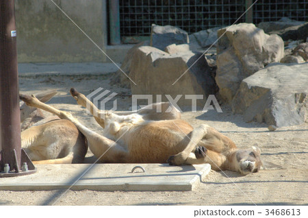 red kangaroo, kangaroo, kangaroos 3468613