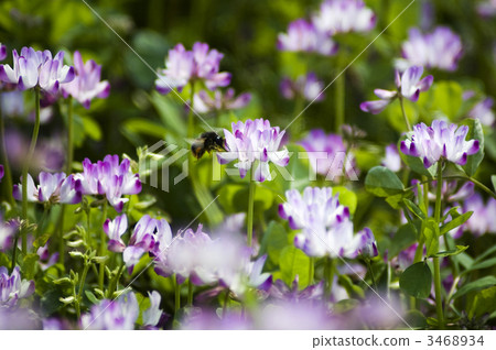 Renge 3468934