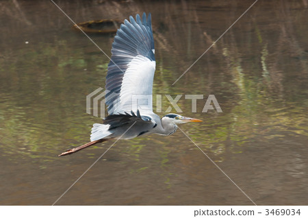 Ao-sama that dances brilliantly 3469034