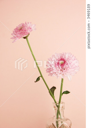 Spray mum (lollipop) 3469189