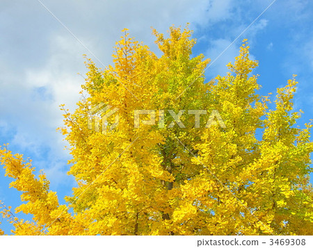 銀杏 銀杏樹 楓樹 3469308
