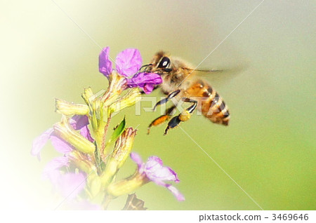 A bee 3469646