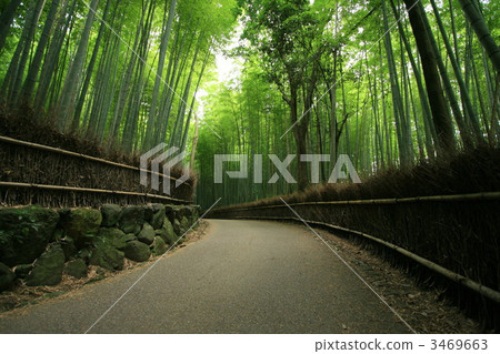 竹林路 竹林之道 嵐山 3469663