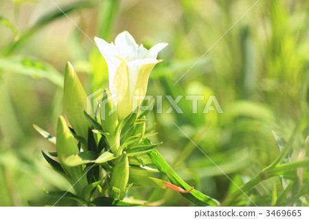 woodland path, autumn flowers, perennial plant 3469665