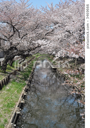 Cherry blossoms in the Shinkawa River Cherry blossoms in the Shinkawa River 3469666
