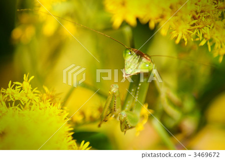 Mantis Mantis 3469672