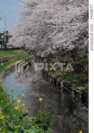 Cherry blossoms in the Shinkawa River Cherry blossoms in the Shinkawa River 3469677