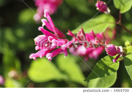 involucrin rada, salvia, scarlet sage 3469700