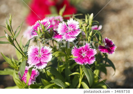 瞿麥 白色 植物 3469738