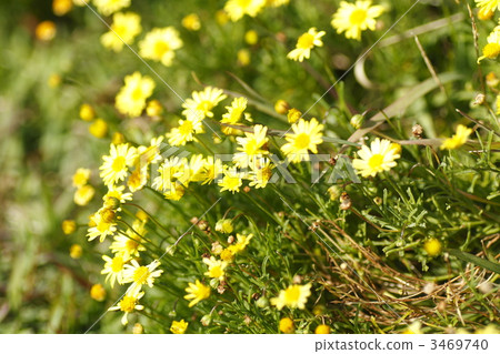 鵝河菊 屈曲葉短毛菌 秋花 3469740