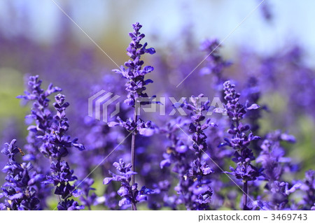 一串紅 灰藍色 藍紫色 3469743