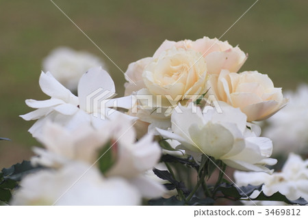 玫瑰花 雪絨花 奶油色 3469812