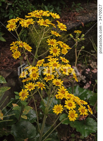 Tsuwabuki flower Tsuwabuki flower 3470027