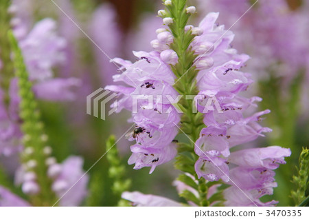 physostegia virginiana, physostegium, obedient plant 3470335