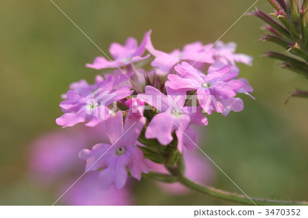Verbena Telena 3470352