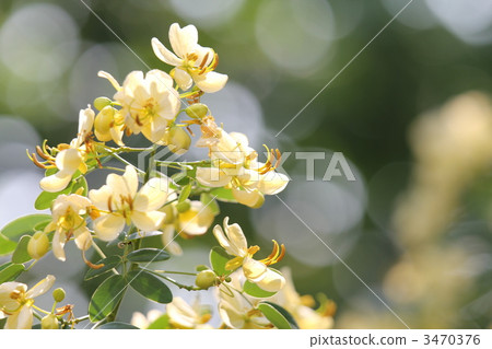 安第斯少女白花 安第斯少女白花 3470376