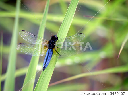 Halabirotorbo (male) 3470407