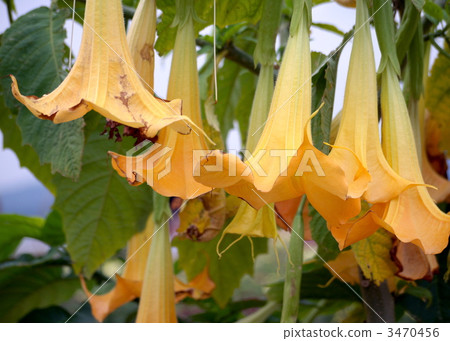 天使小號 天使小號 3470456