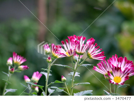 Wind mill chrysanthemum Wind mill chrysanthemum 3470477