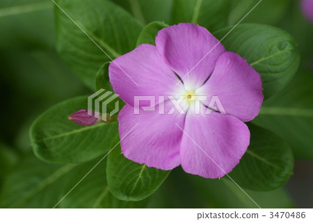 periwinkle, madagascar periwinkle, bloom 3470486