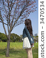 A woman cherry blossoms 3470534