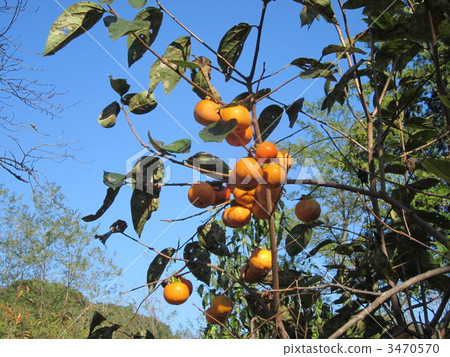 秋天的果實① 秋天的果實① 3470570