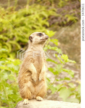 meerkat  3470611