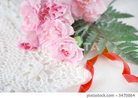 carnation, carnations, bloom 3470864