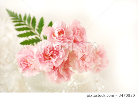 carnation, carnations, bloom 3470880