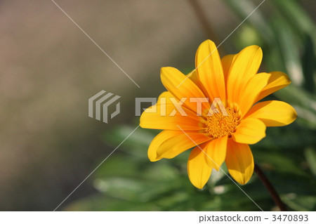 Gazania 3470893