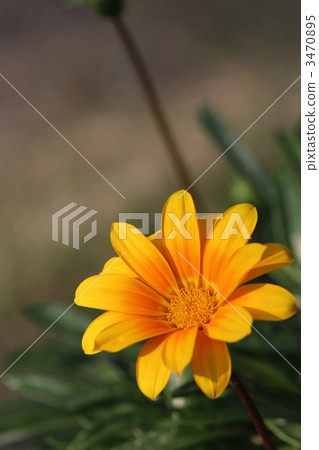Gazania Gazania 3470895