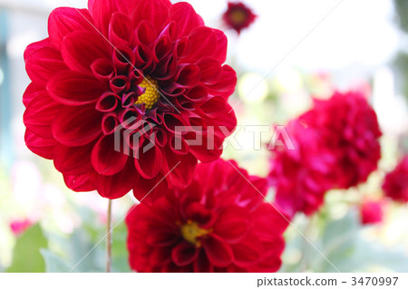 Red Pompon Dahlia 3470997