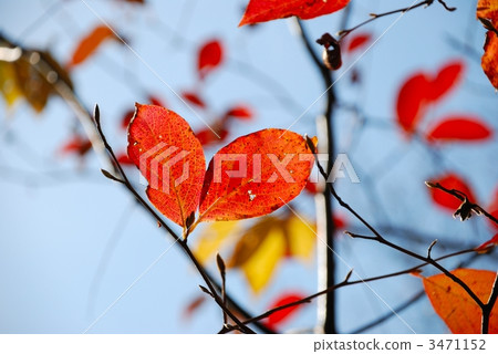 Siraki葉子變成紅色 Siraki葉子變成紅色 3471152