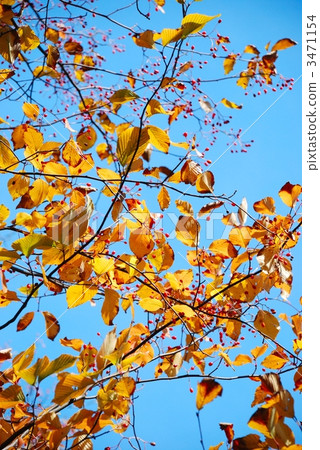 Azuki nashi的黃色秋葉和紅色水果 Azuki nashi的黃色秋葉和紅色水果 3471154