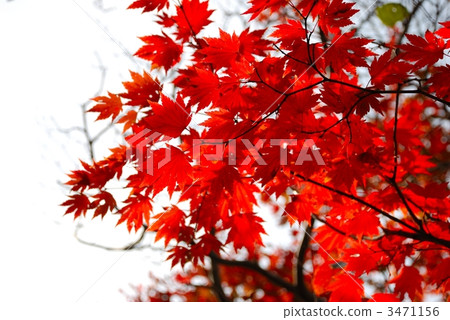Uchiwaka楓樹秋葉 Uchiwaka楓樹秋葉 3471156