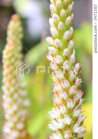 Tume loren花 3471387