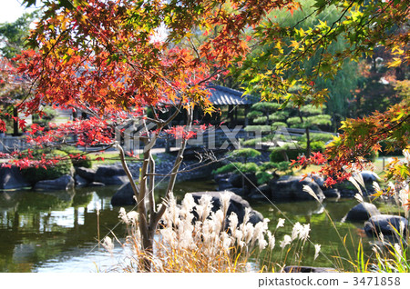 Autumnal leaves and Susuki 3471858