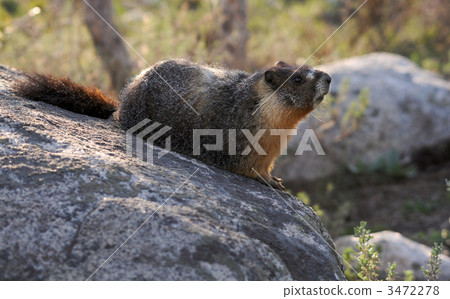 Kibara marmot of Yosemote 3472278