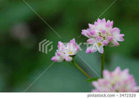 白色Misozoba花 白色Misozoba花 3472320