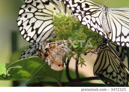 Ao Tatehodo Doki Female Who Takes With Horai Kagami 3472325